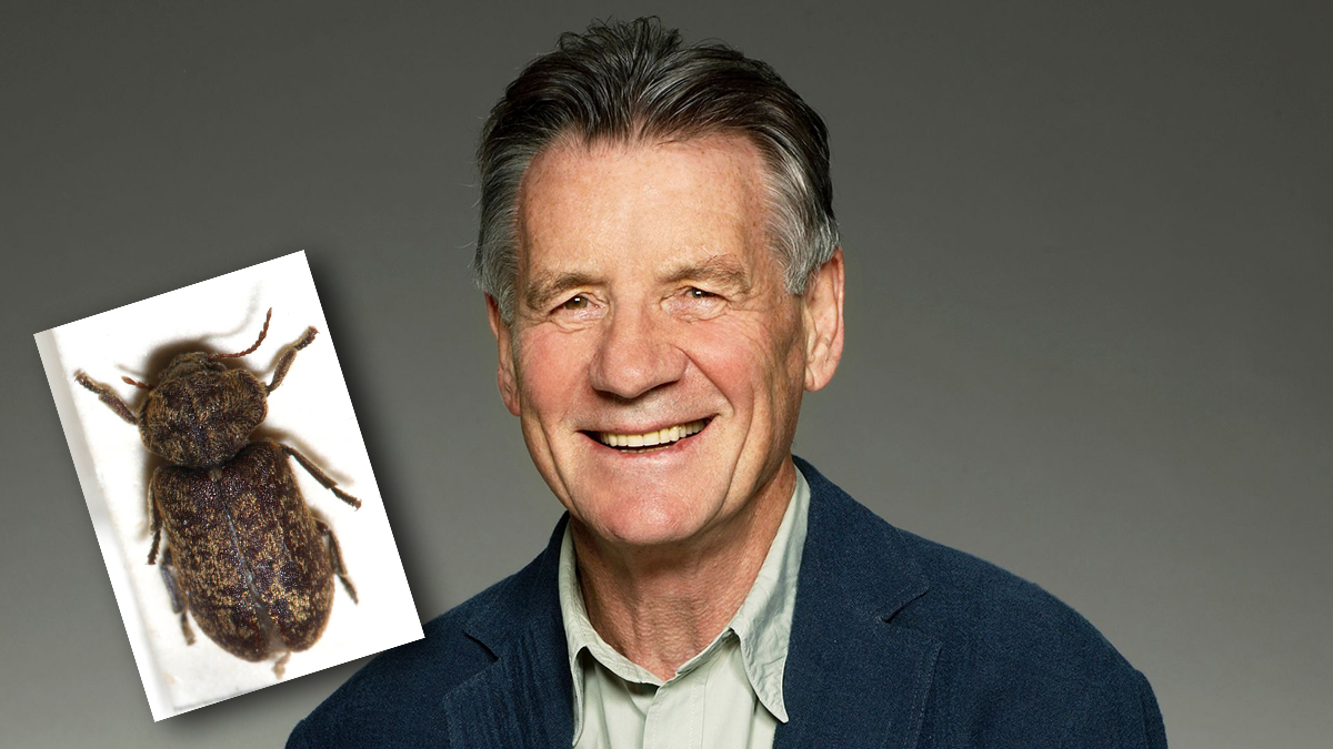 Michael Palin Death Watch Beetles